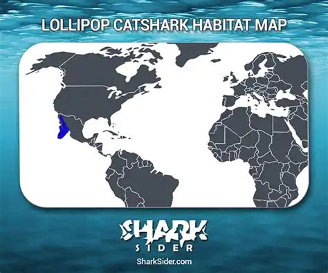 Lollipop Catshark – Facts, Size, Behavior, Diet, Pictures