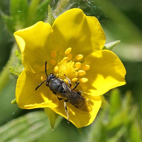 Pollinator Gallery - Prairie Pollination