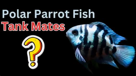 12 Ideal Tank Mates For Polar Parrot Fish - Fish Keeping Guide