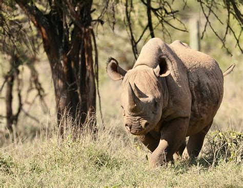 International Rhino Foundation Featured on Conservation Nation | Rhino ...