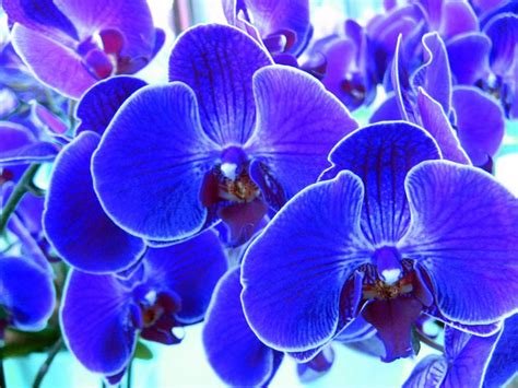 Cómo cultivar orquídeas azules