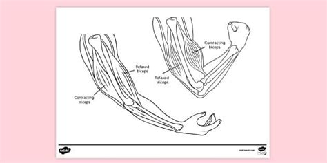 Muscle Diagram | Colouring Sheets (teacher made) - Twinkl