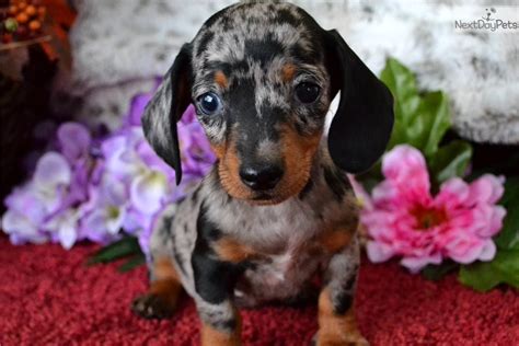 67+ Dapple Dachshund Puppies For Sale Houston Pic - Bleumoonproductions