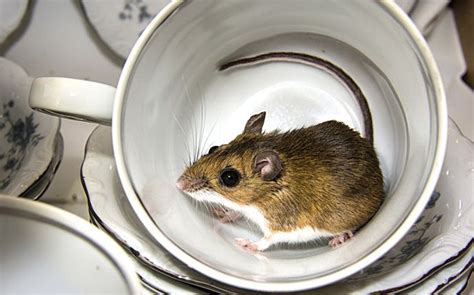 Diseases and Parasites Dallas Mice Commonly Carry and How To Avoid Them