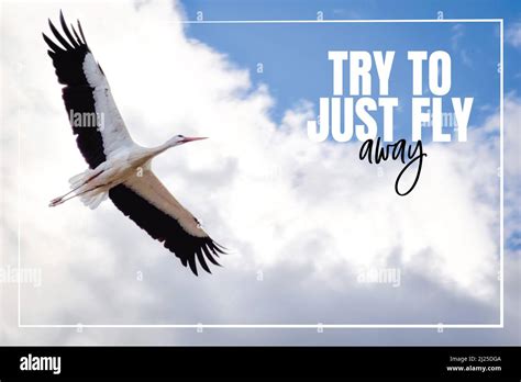 Try to fly away hi-res stock photography and images - Alamy