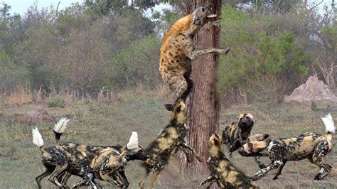 Gran batalla de hiena contra perros salvajes, la hiena huyó de la caza ...