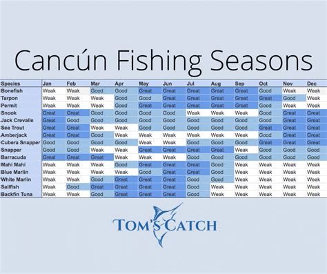 Cancun Fishing Seasons: what's biting at the moment? | Tom's Catch Blog