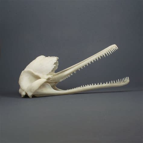 2/3 Scale River Dolphin Skull Replica museum Quality - Etsy