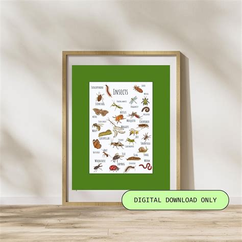 Insects Poster, Insects Wall Art Decoration, Insects Classroom Poster ...