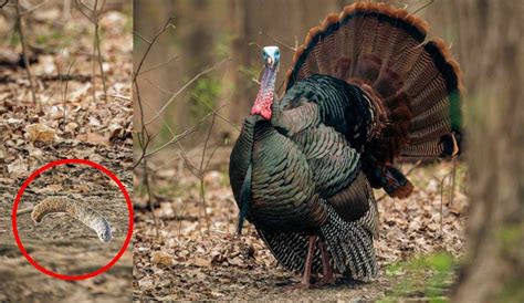 What Does Turkey Poop Look Like? A Hunter's Guide to Identifying Turkey Poop in the Wild