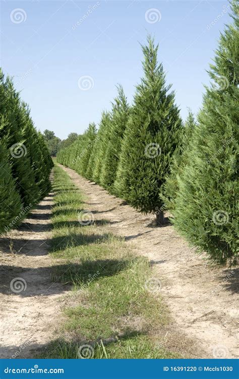 Christmas Tree Farm stock photo. Image of woody, rows - 16391220