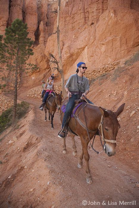 Grand Canyon Donkey Rides | Bryce Canyon Trail Rides | Trail riding ...