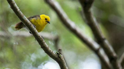 Yellowhead/mohua: New Zealand native land birds