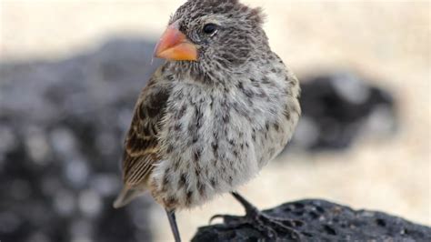 Galapagos finches combat killer maggots with scientists' help | CBC News