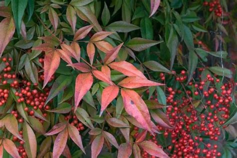 Caution When Planting Nandina in Your Backyard