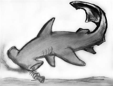 Hammerhead Shark by FeistyEilonwy on DeviantArt