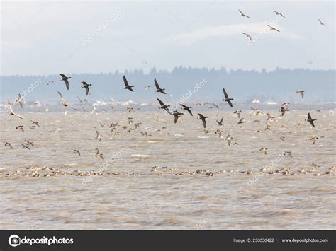 Brant Goose Migration