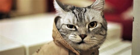 Funny Cat Fails 10 Free Hd Wallpaper - Funnypicture.org