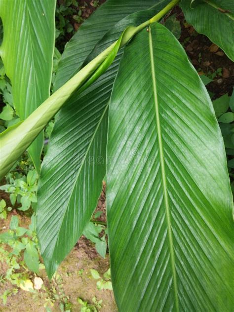 6,869 Cardamom Plant Stock Photos - Free & Royalty-Free Stock Photos ...