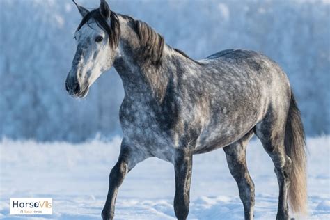 Dapple Gray Horses: Breeds and Color (W/ Pictures & Videos)