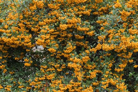 Buy Pyracantha Yellow Hedge Plants | Pyracantha Hedging | Hopes Grove Nurseries