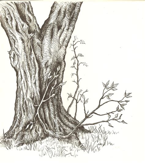 Tree Bark Drawing at GetDrawings | Free download