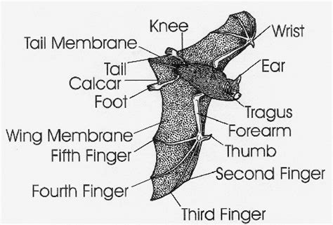 Bat Anatomy - Field Guide to Maryland Bats