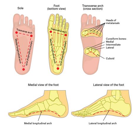 RACGP - Paediatric pes planus