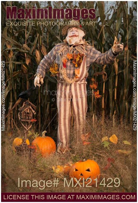 Photo of Scarecrow in a Corn Field | Stock Image MXI21429