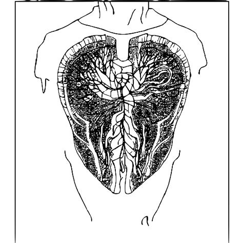 Cardiovascular Anatomy Coloring Book · Creative Fabrica