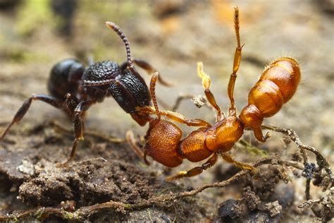 Ants Battle For Their Lives In Stunning Macrophotographs | HuffPost