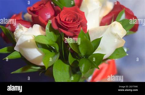 Blue roses bouquet Stock Videos & Footage - HD and 4K Video Clips - Alamy