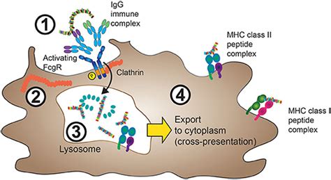 Frontiers | Fc Gamma Receptors and Their Role in Antigen Uptake ...