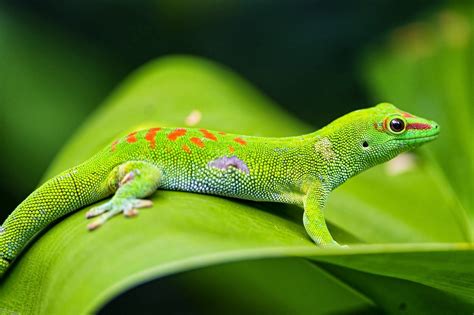 خلفيات سحلية متنوعة , اجمل صور زواحف سحلية , 2024 Lizard Wallpapers ...