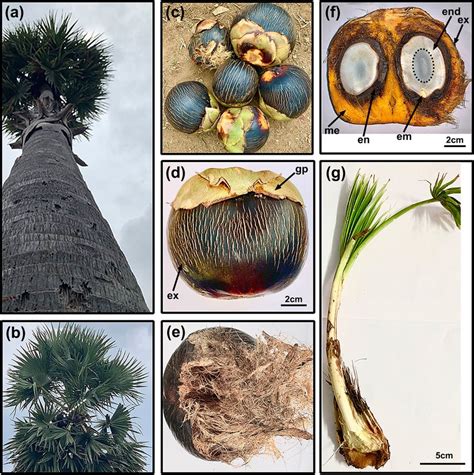 A 20-25-year-old Borassus flabellifer tree approximately 15 m tall (a);... | Download Scientific ...