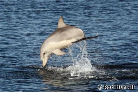 Indo-Pacific Bottlenose Dolphin Information and Picture | Sea Animals