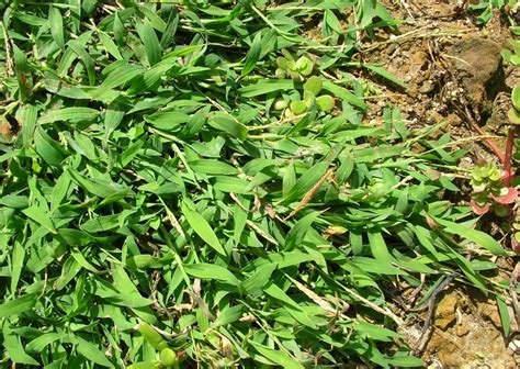 Dealing with Grassy Weeds in your Lawn | Tallahassee.com Community Blogs