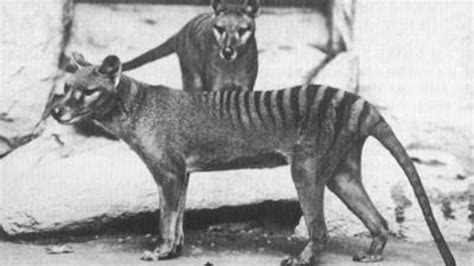 Tasmanian tiger spotted years after extinction: Australian officials