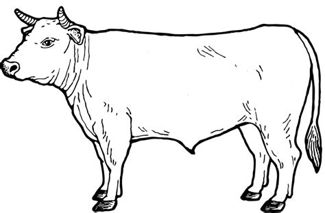 Beef Cattle Drawing at GetDrawings | Free download