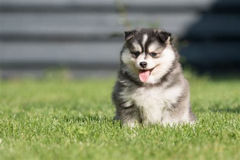 Pomsky Training - Pomsky Training Tips and Resources