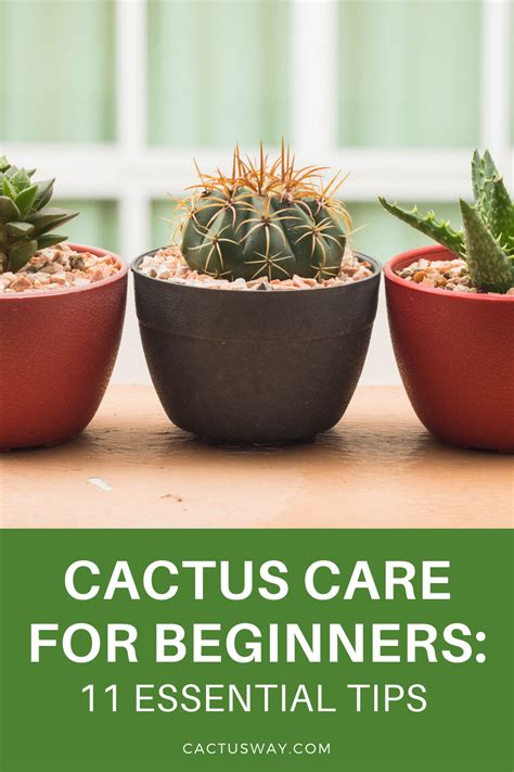 Cactus Care For Beginners: 11 Essential Tips | Cactus care, Easy garden, Succulent arrangements