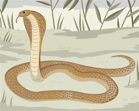 Philippine Cobra - Facts, Diet, Habitat & Pictures on Animalia.bio