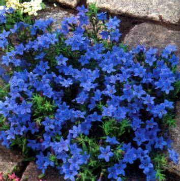 LITHODORA Heavenly Blue - Perennials - LITHODORA Heavenly Blue | Ground ...