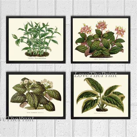 House Plant Print Set of 4 Botanical Art Beautiful Antique - Etsy