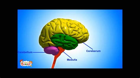 Medulla ( Brain Stem ) - Functions Video for kids by makemegenius.com ...