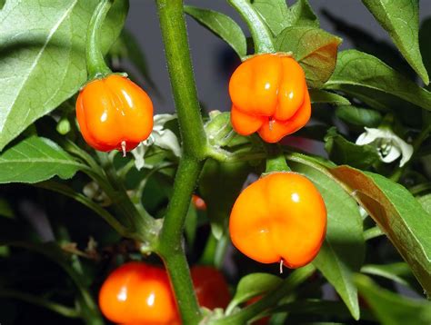 Capsicum chinense - Wikipedia | Stuffed peppers, Capsicum chinense, Stuffed hot peppers