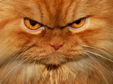 Don't Mess With This World’s Most Angriest Cat Else...