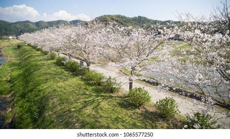 Kagoshima Cherry Blossoms Photos, Images and Pictures