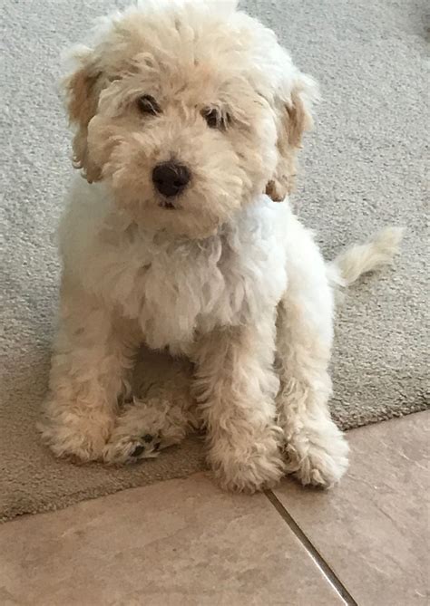 Cutest labradoodle puppy #labradoodle #adorable pup | Labradoodle, Labradoodle puppy, Puppies