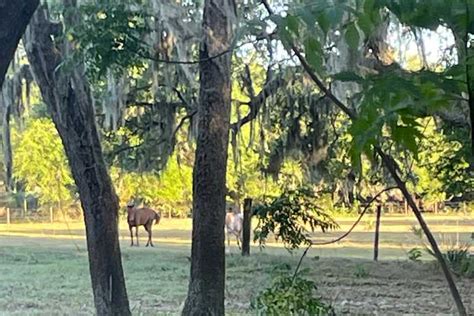 Oak Hollow Dog Park In Oviedo - Oviedo, Florida | Sniffspot